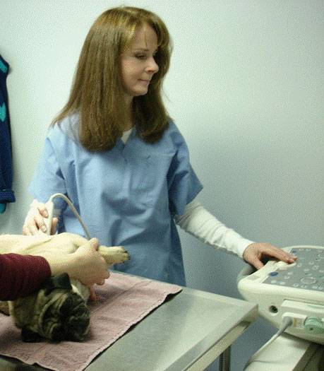 Pamela Harrigan performing ultrasound of a dog