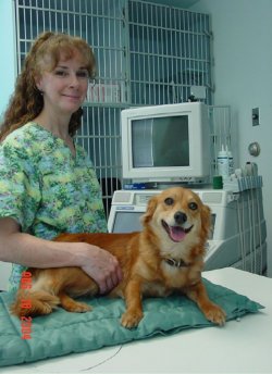 vet with dog