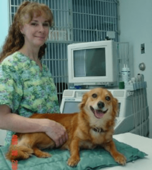 vet with dog